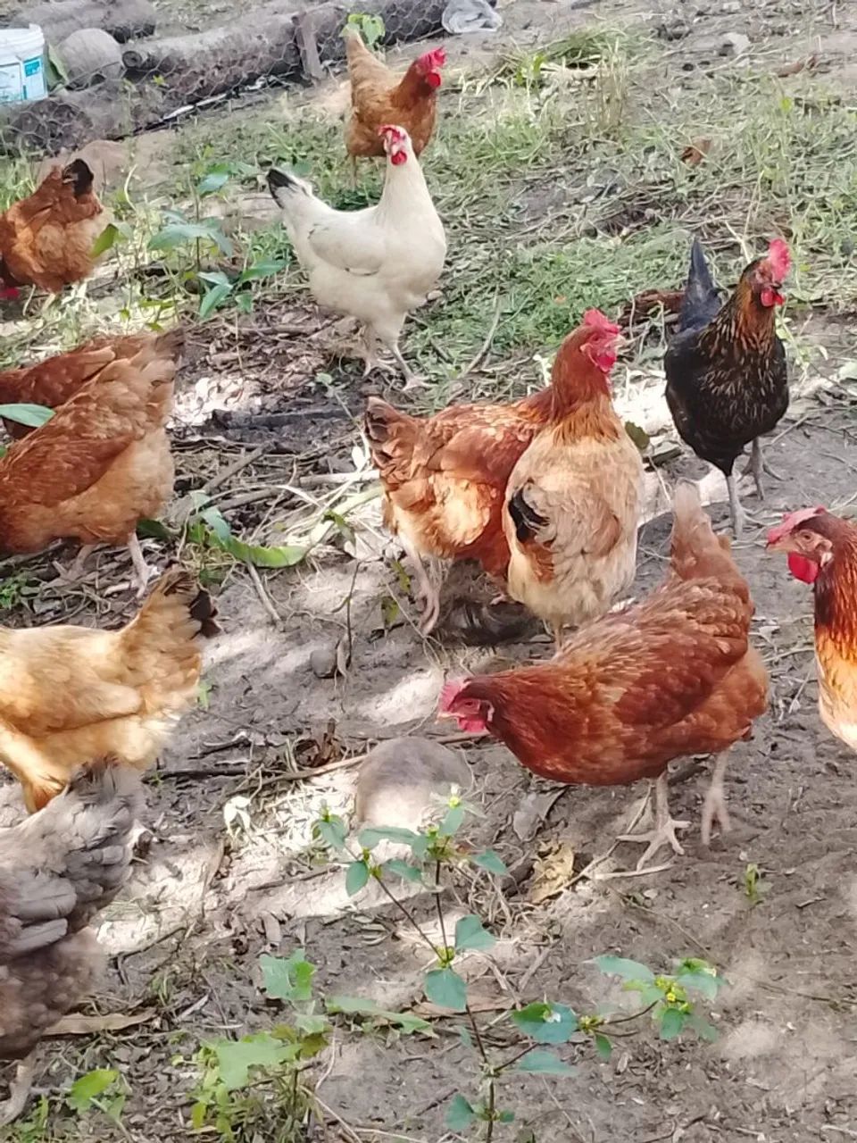 Galinhas GLC em pico de produção  - Foto 5