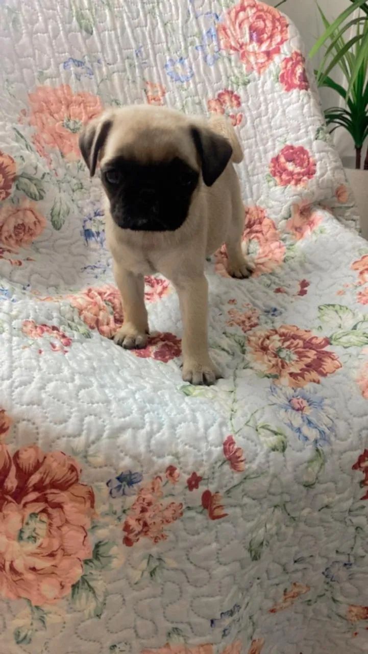 Pug macho - Foto 2