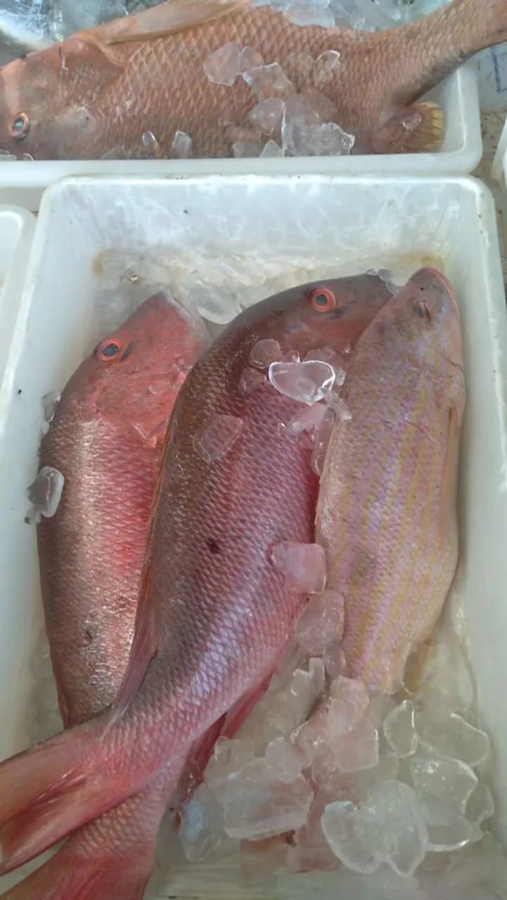 Peixaria o cabeludo - Serviços - Barra do Ceará, Fortaleza 1476380207 | OLX