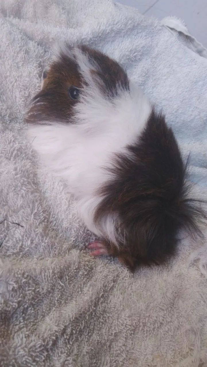 Porquinho da Índia Peruano Bicolor  - Foto 2