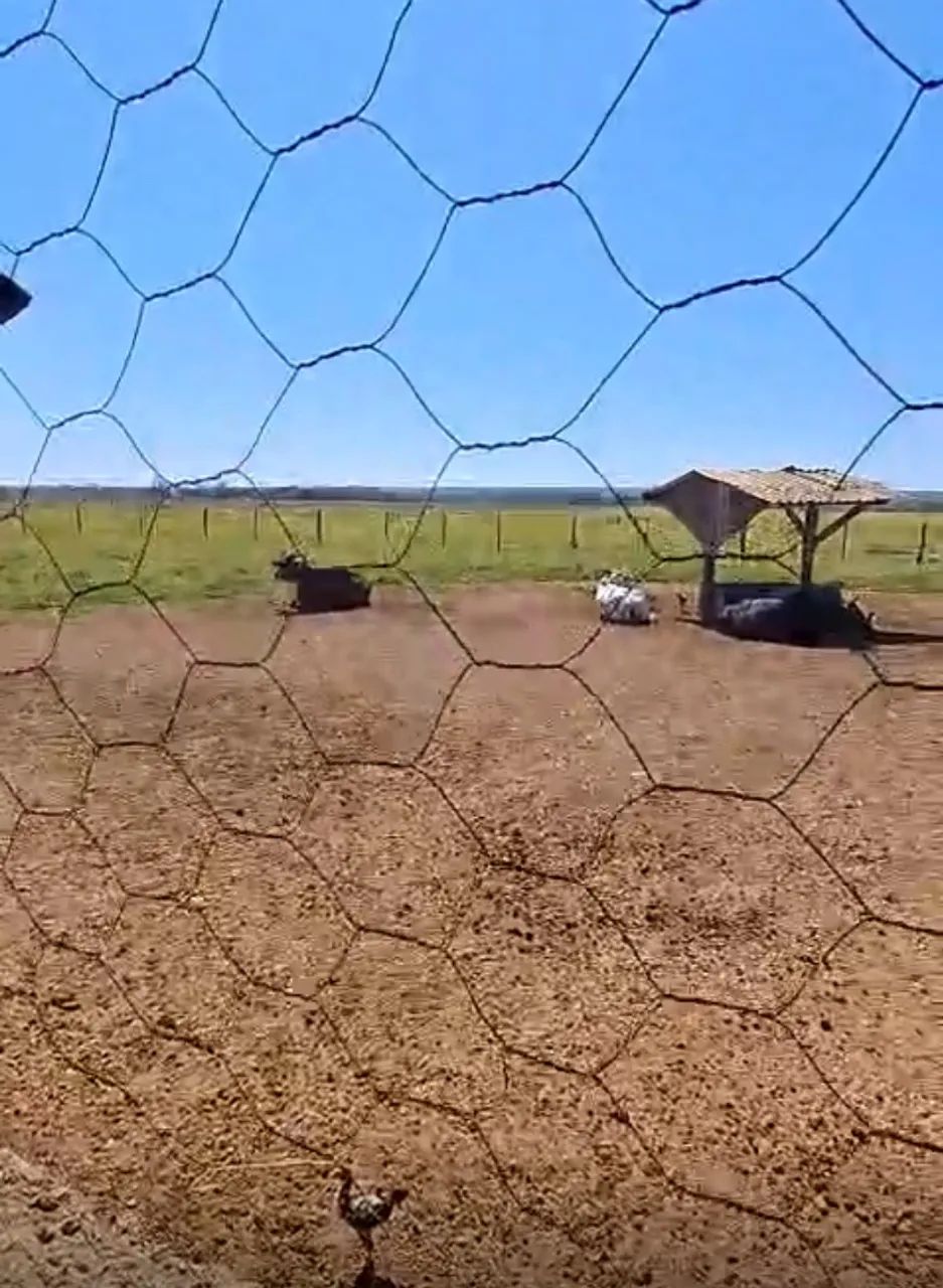 Sítio na região rural de Diamantino-MT - Foto 3