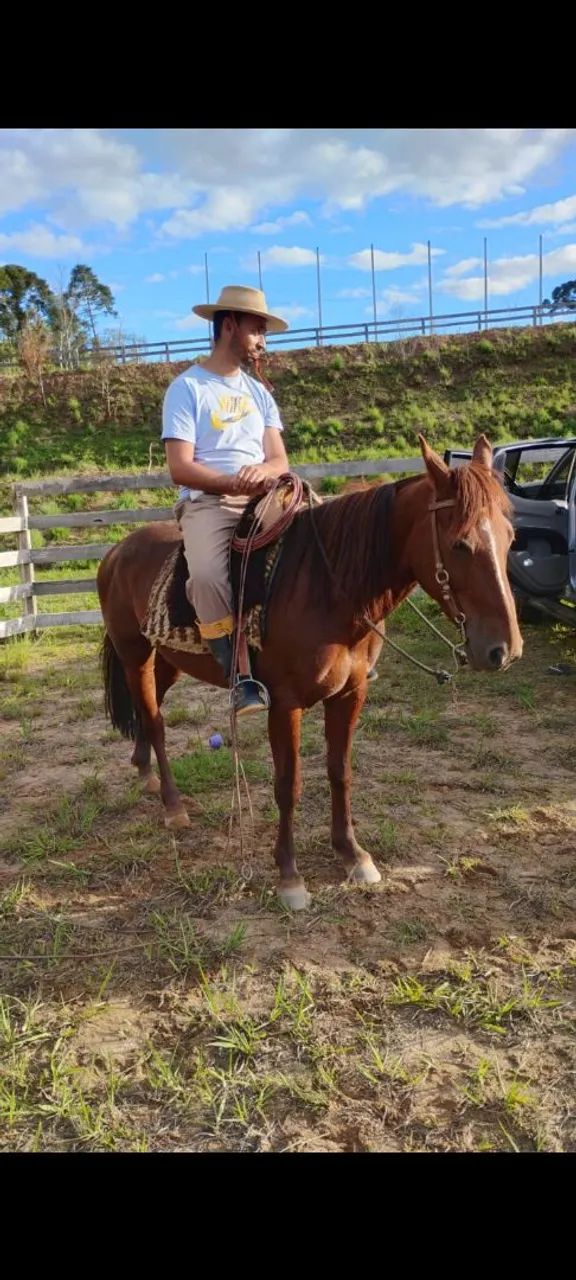 Égua meio sangue QM - Foto 2