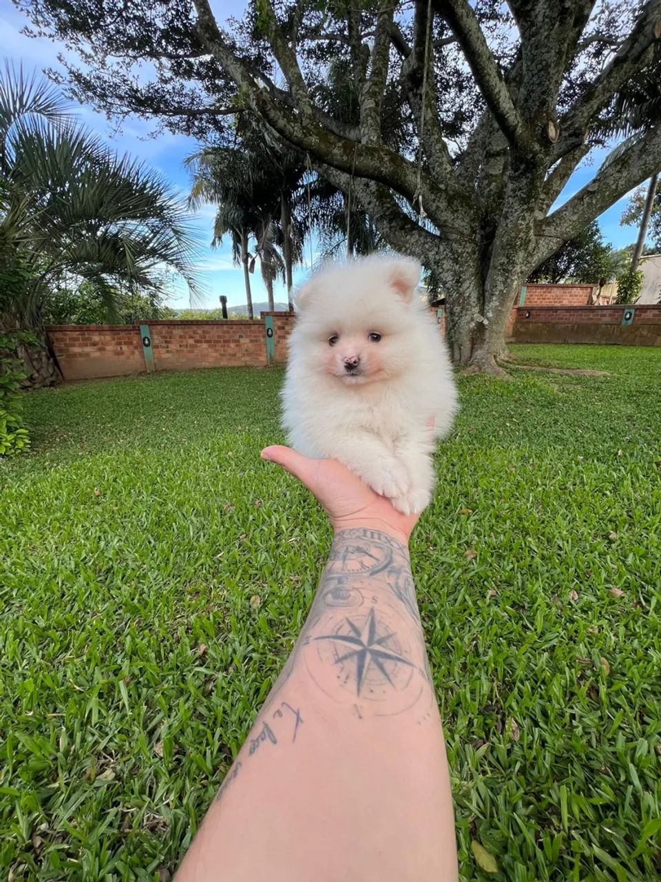 Spitz Alemão encantador ? - Foto 4