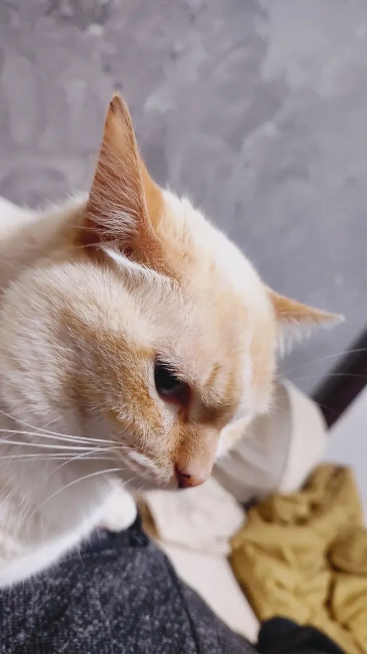 Gato para adoção 