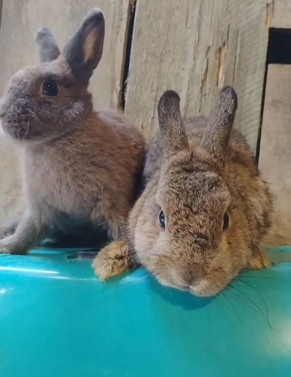 Casal de coelhos anãos - Foto 2