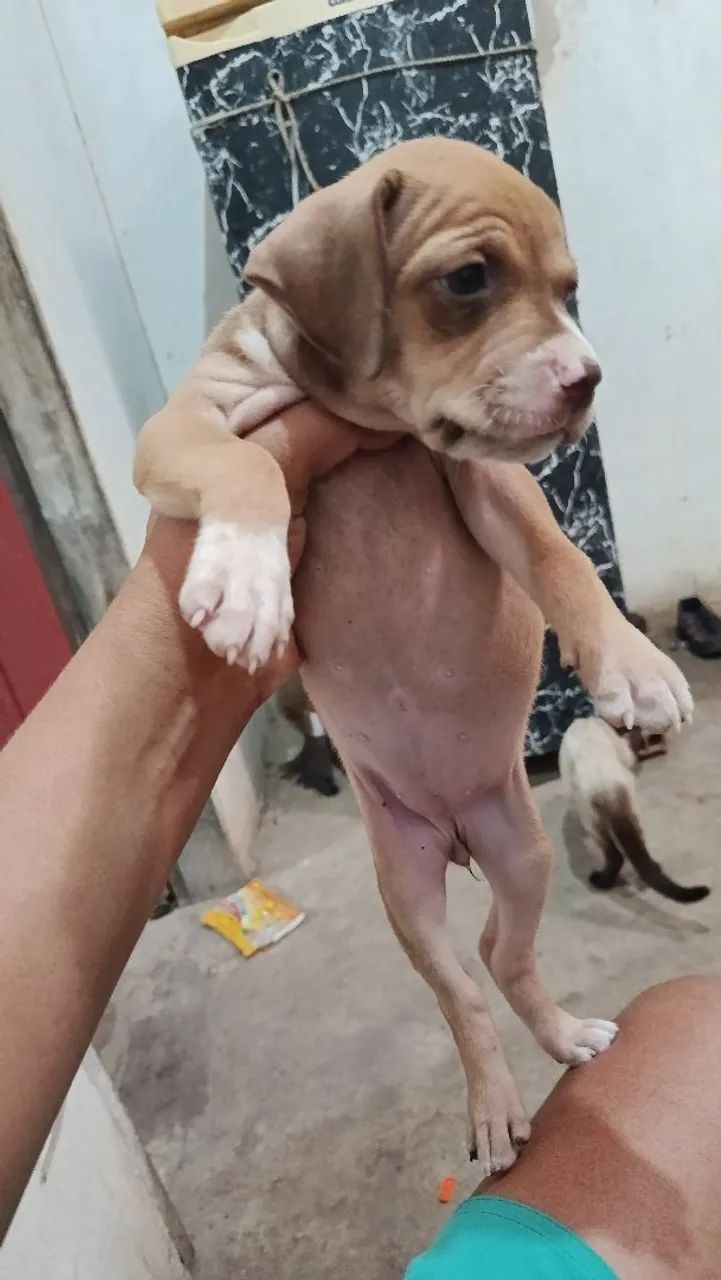Cachorro  - Foto 2