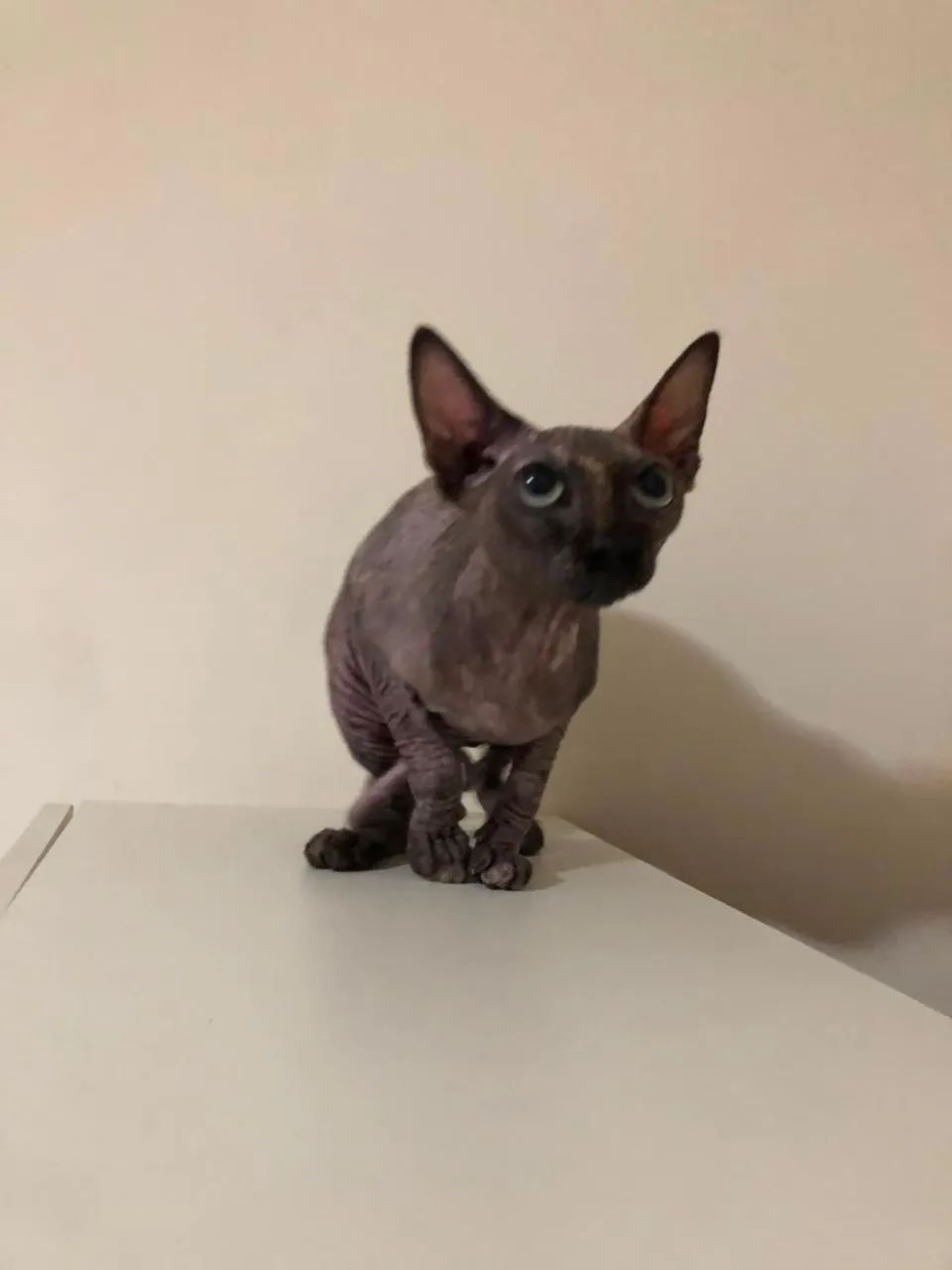 Vendo gato Sphynx 