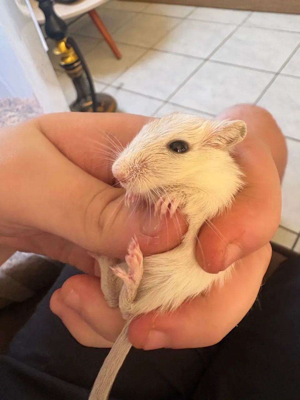 Vendo Gerbil filhote macho branco (raro)