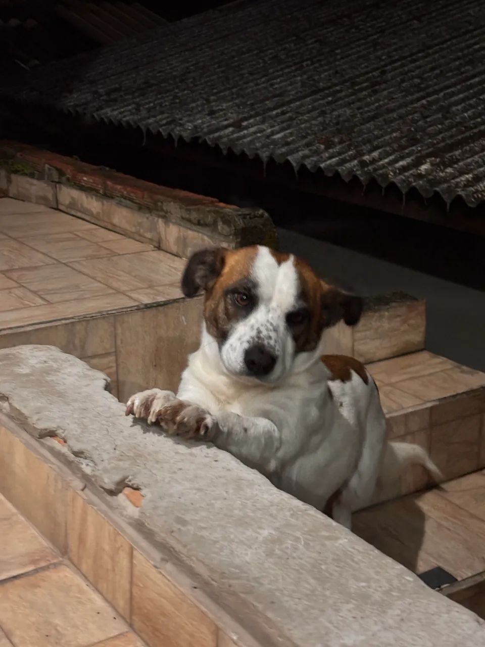 Cachorro para adoção responsável 