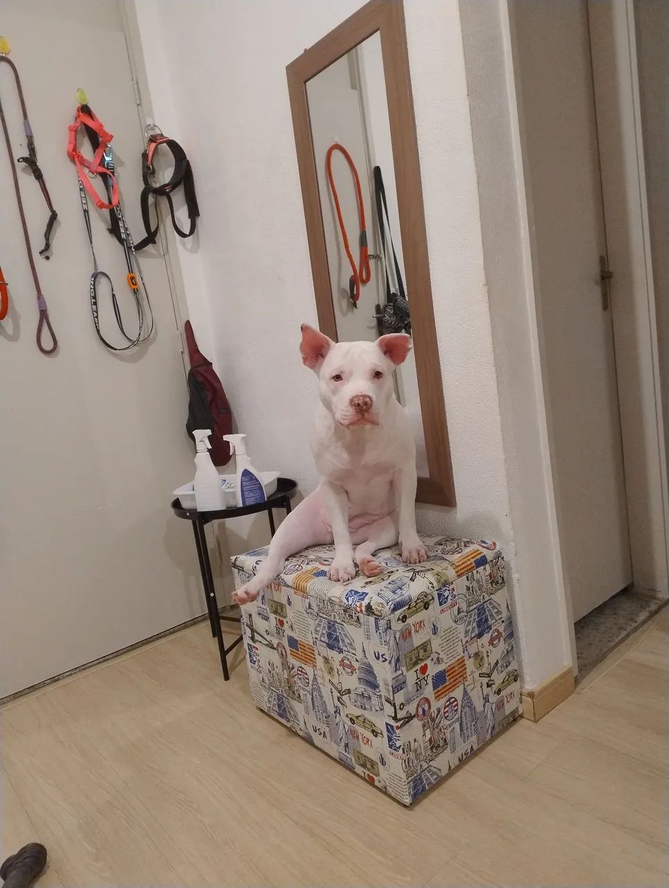 Doação Pitbull dócil - Foto 3