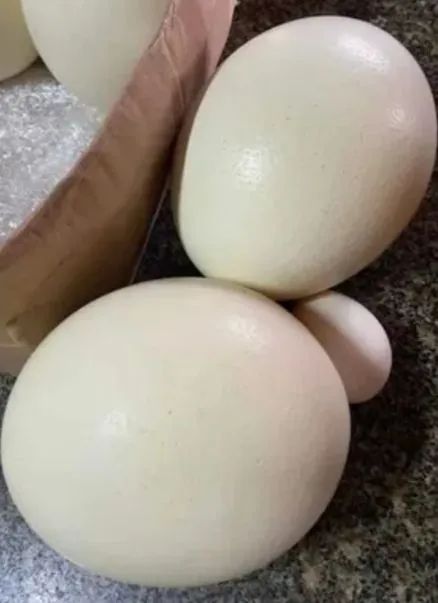 Ovos de avestruz 