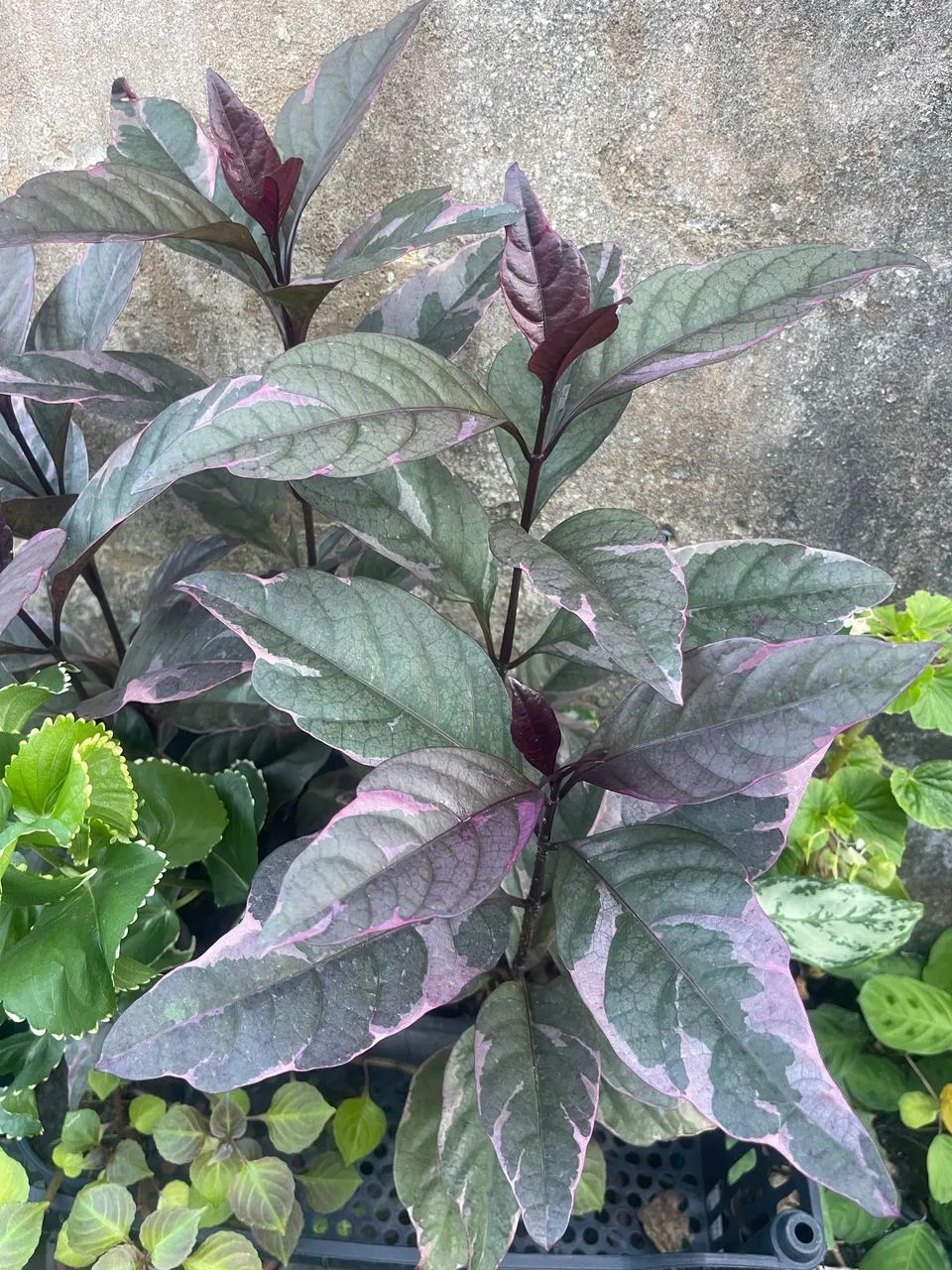 Plantinhas - Foto 5