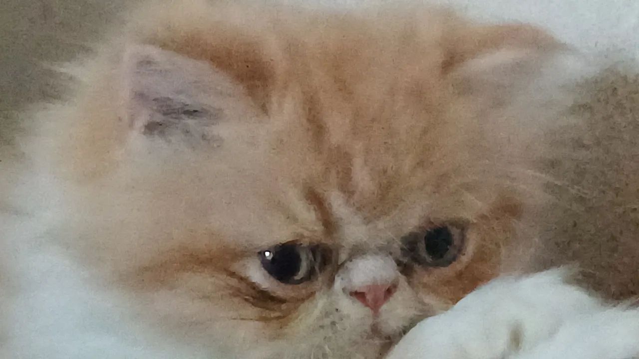 Persas e Exoticos  - Foto 3