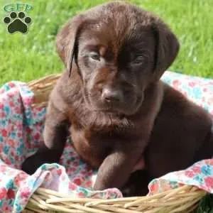 Labrador Chocolate | Prontos para ir 