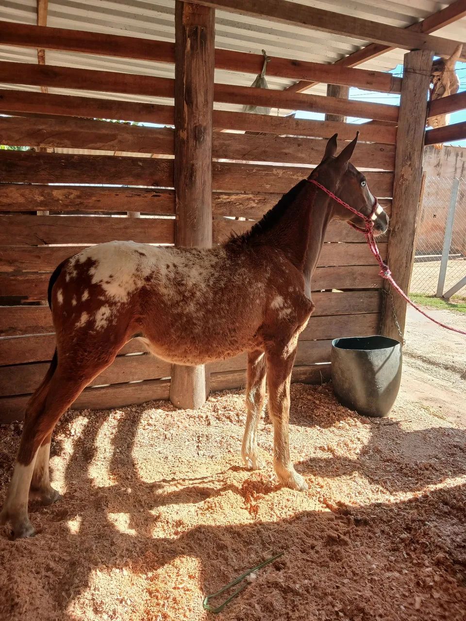Potra exótica persa - Foto 2