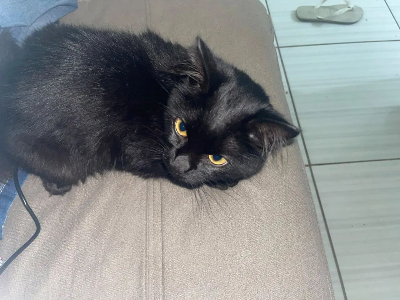 GATO PARA ADOÇÃO  - Foto 2
