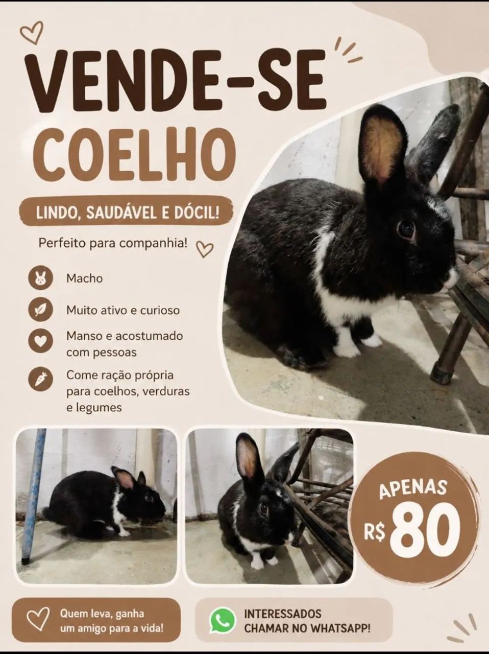 Coelho 