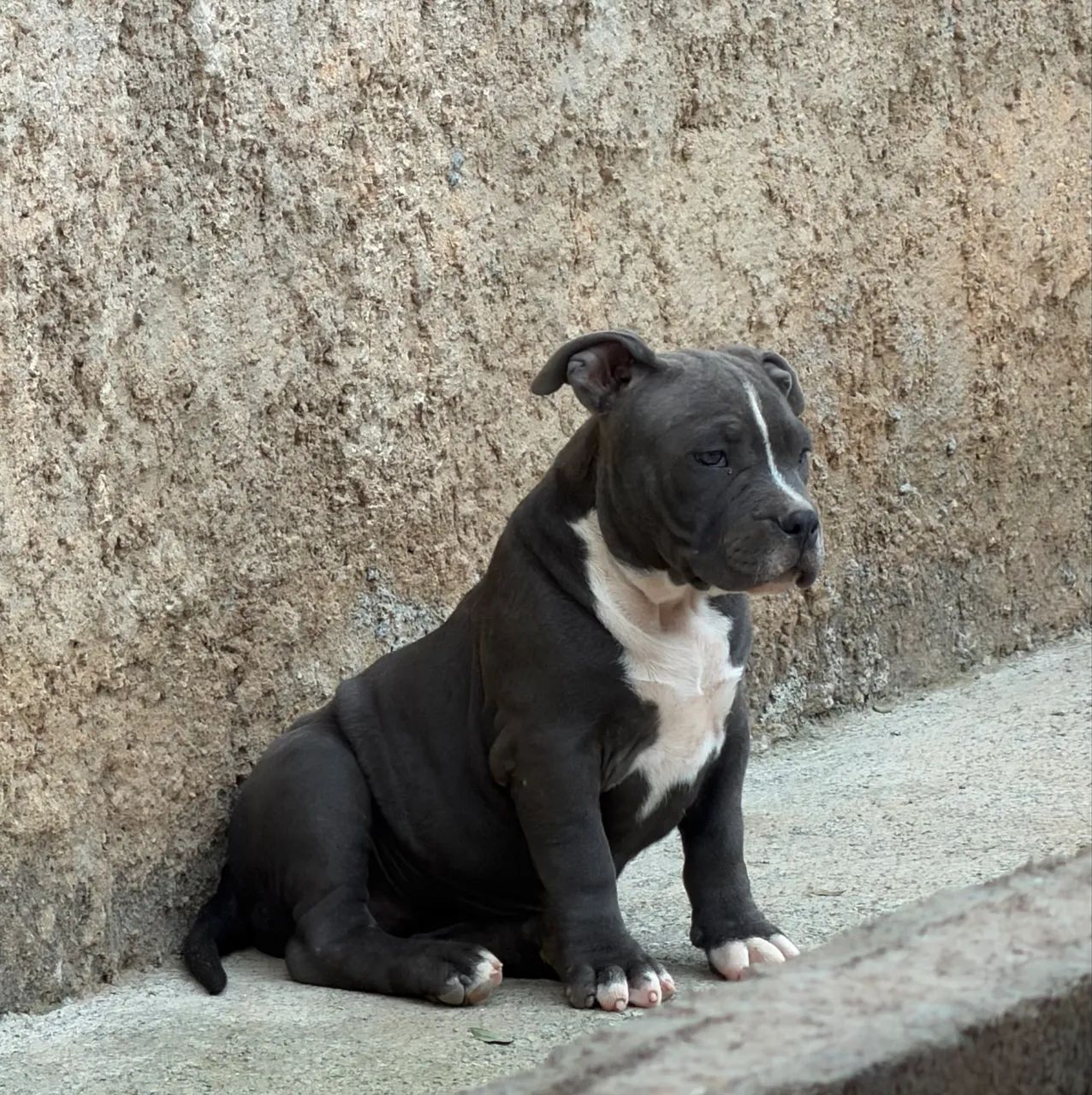 Amarerican bully  - Foto 4
