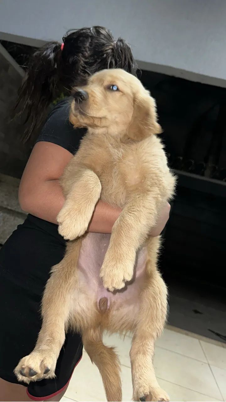 Golden retriever  - Foto 4