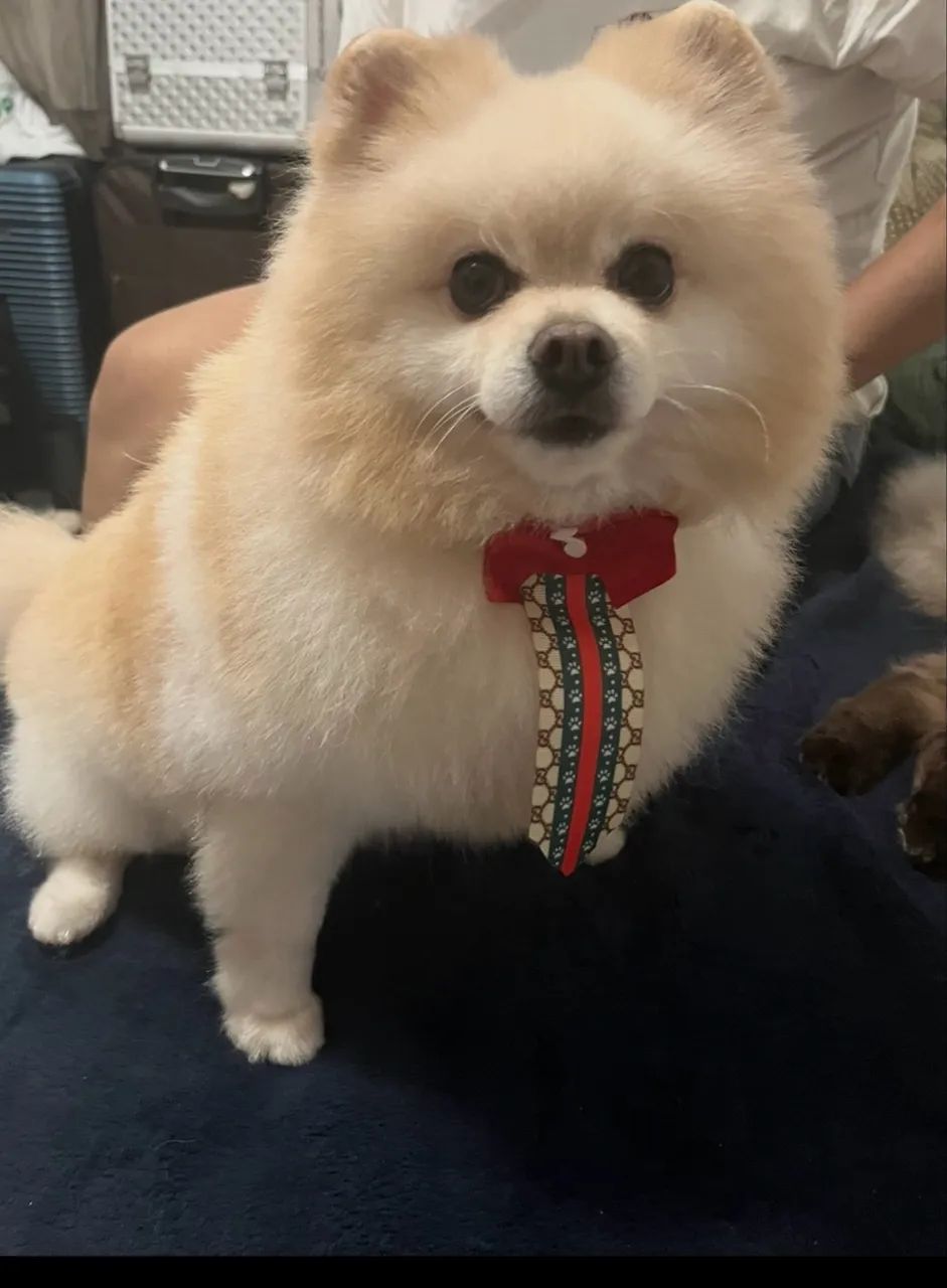     Spitz procura namorada 