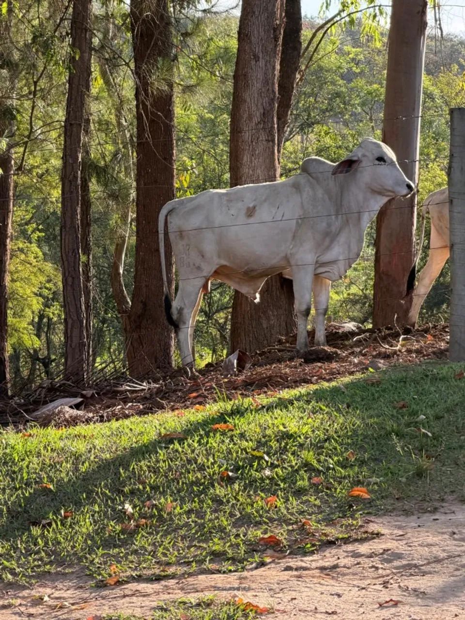 TOURINHO - Foto 3