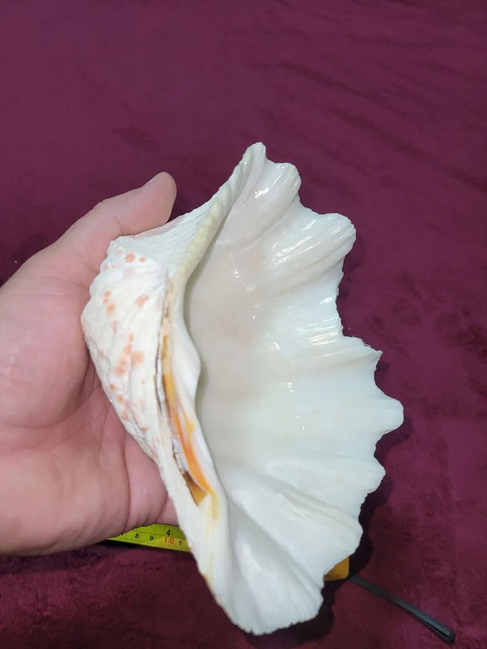 Conchas Hippopus hippopus grande com uma ponta quebrada - Foto 3