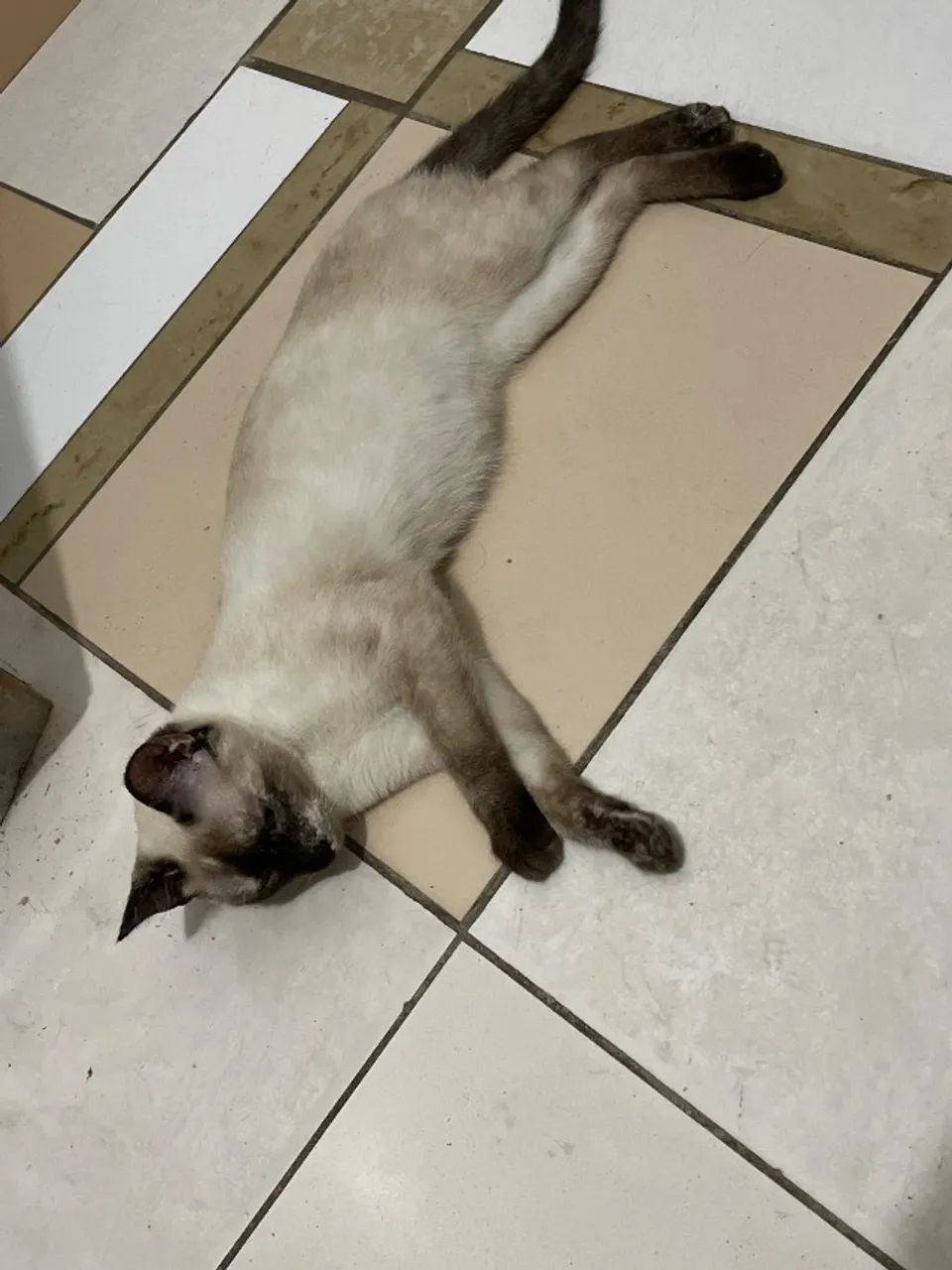 Doação de gato siamês 
