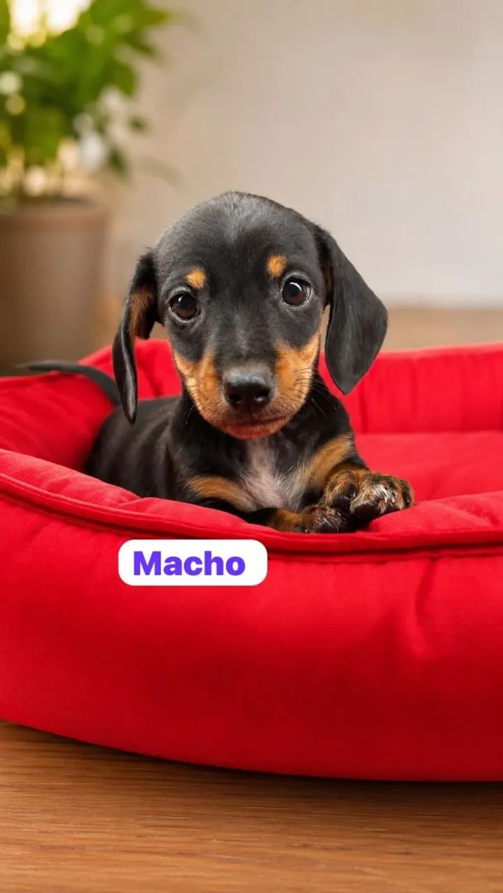 Filhotes De Teckel ( Dachshund ) - Foto 3