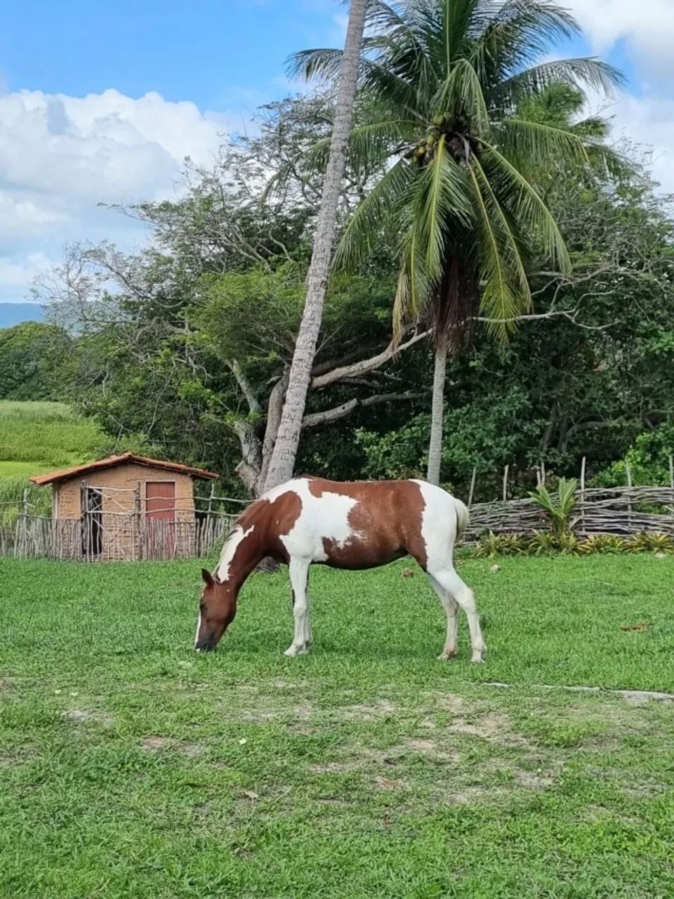 Egua Malhada Pampa Belissima - Foto 2