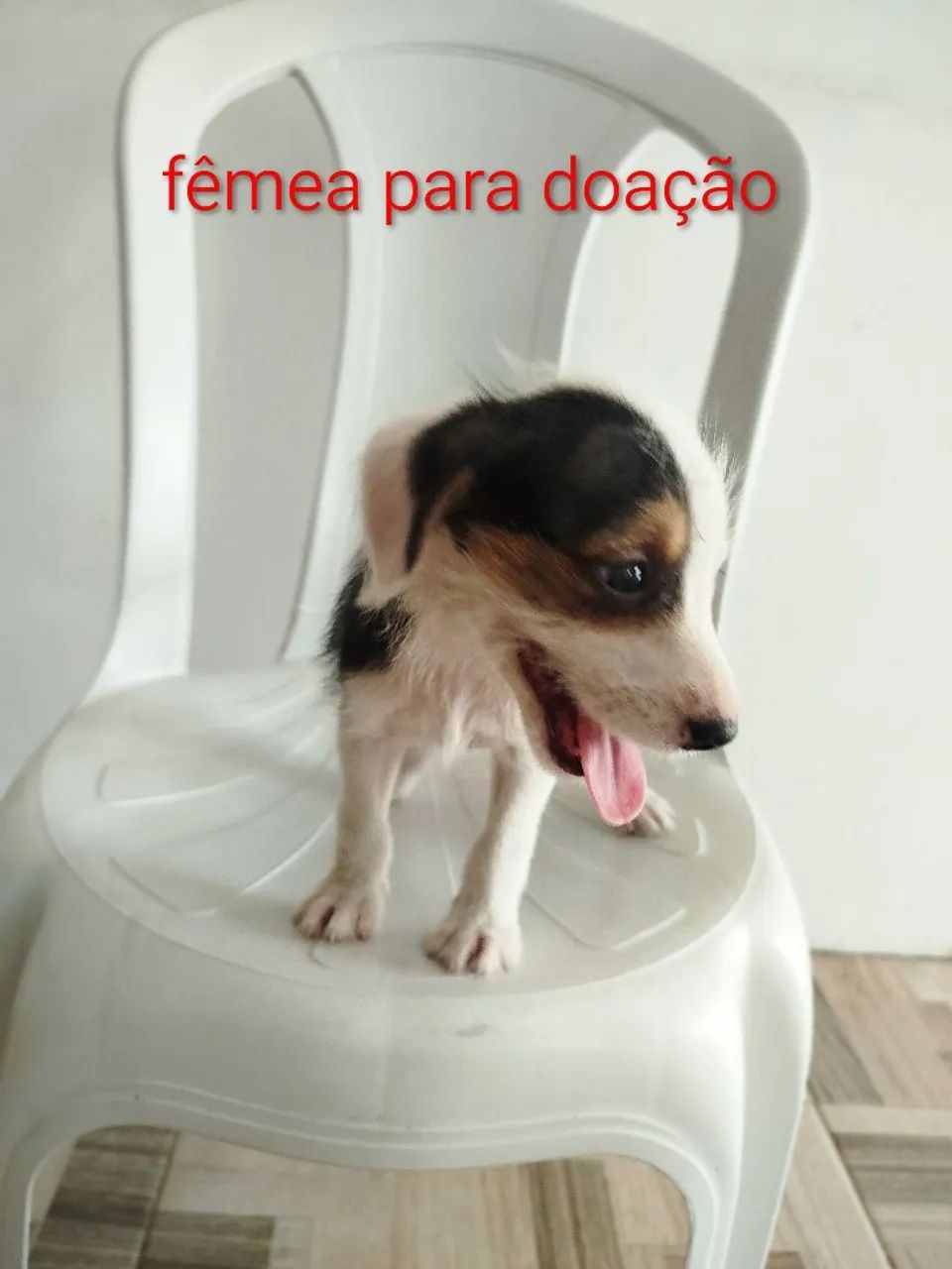 Adoção responsável 