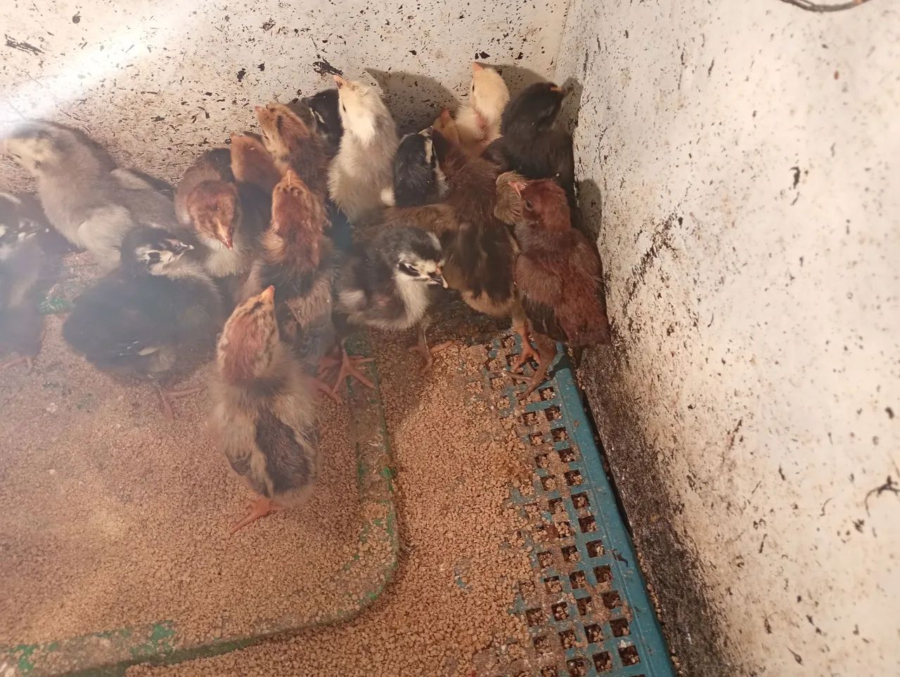 Pintinhos 