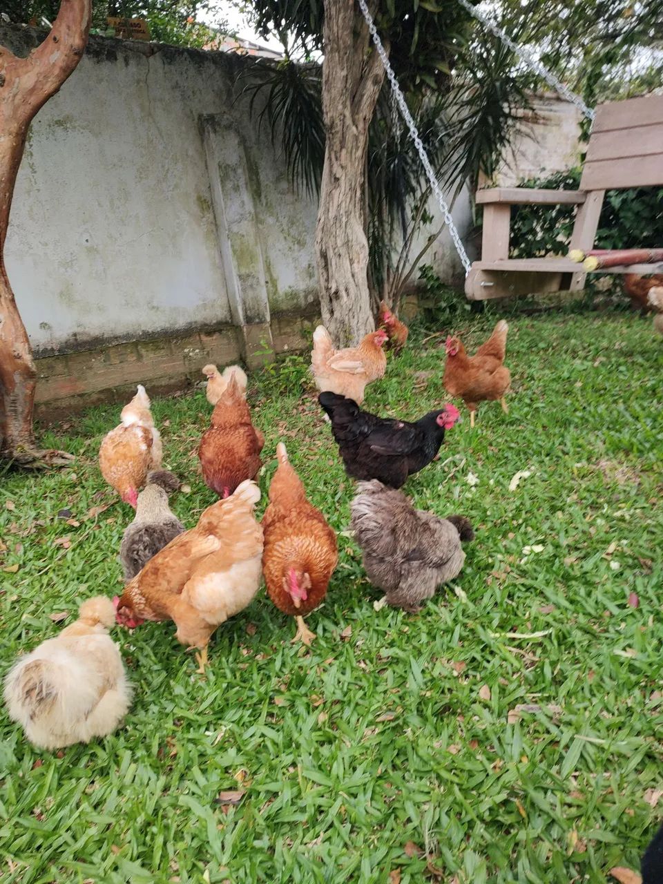 Galinhas - Foto 4