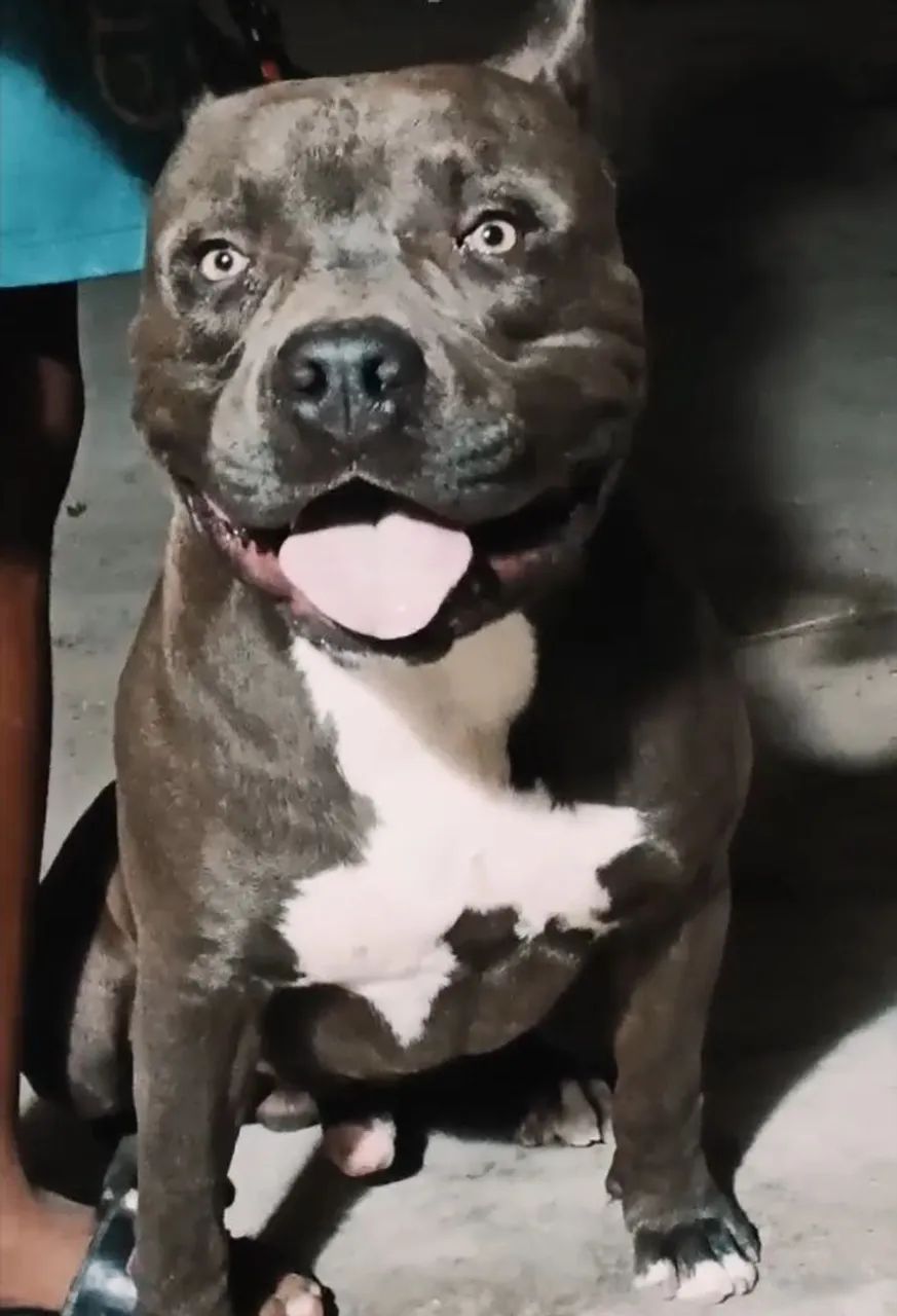 Filhotes de Pitmonster Disponível - Foto 2