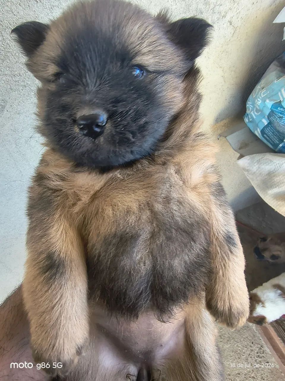 Chow Chow  - Foto 5