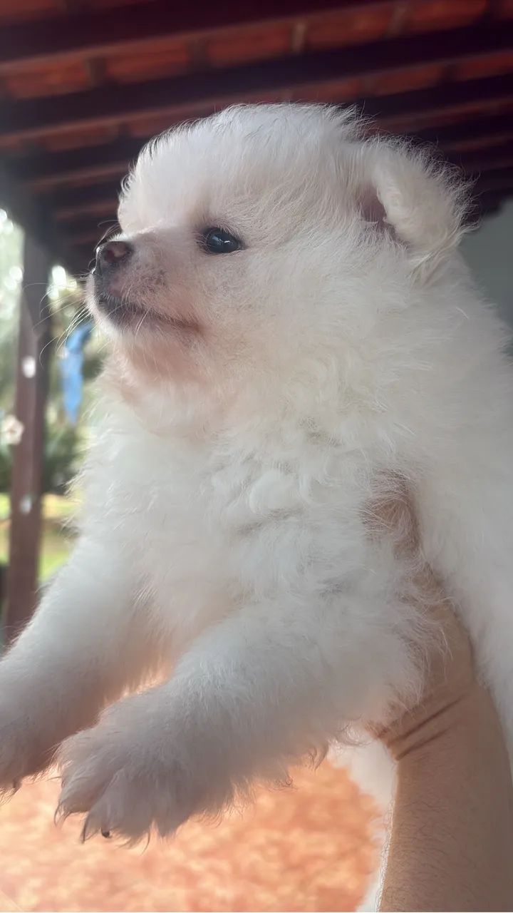 Filhote de spitz alemão  - Foto 4