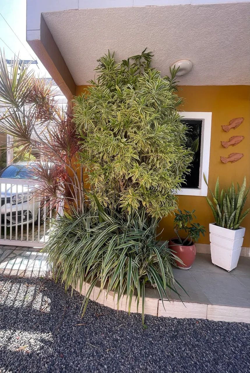 Vendo Jardim!
