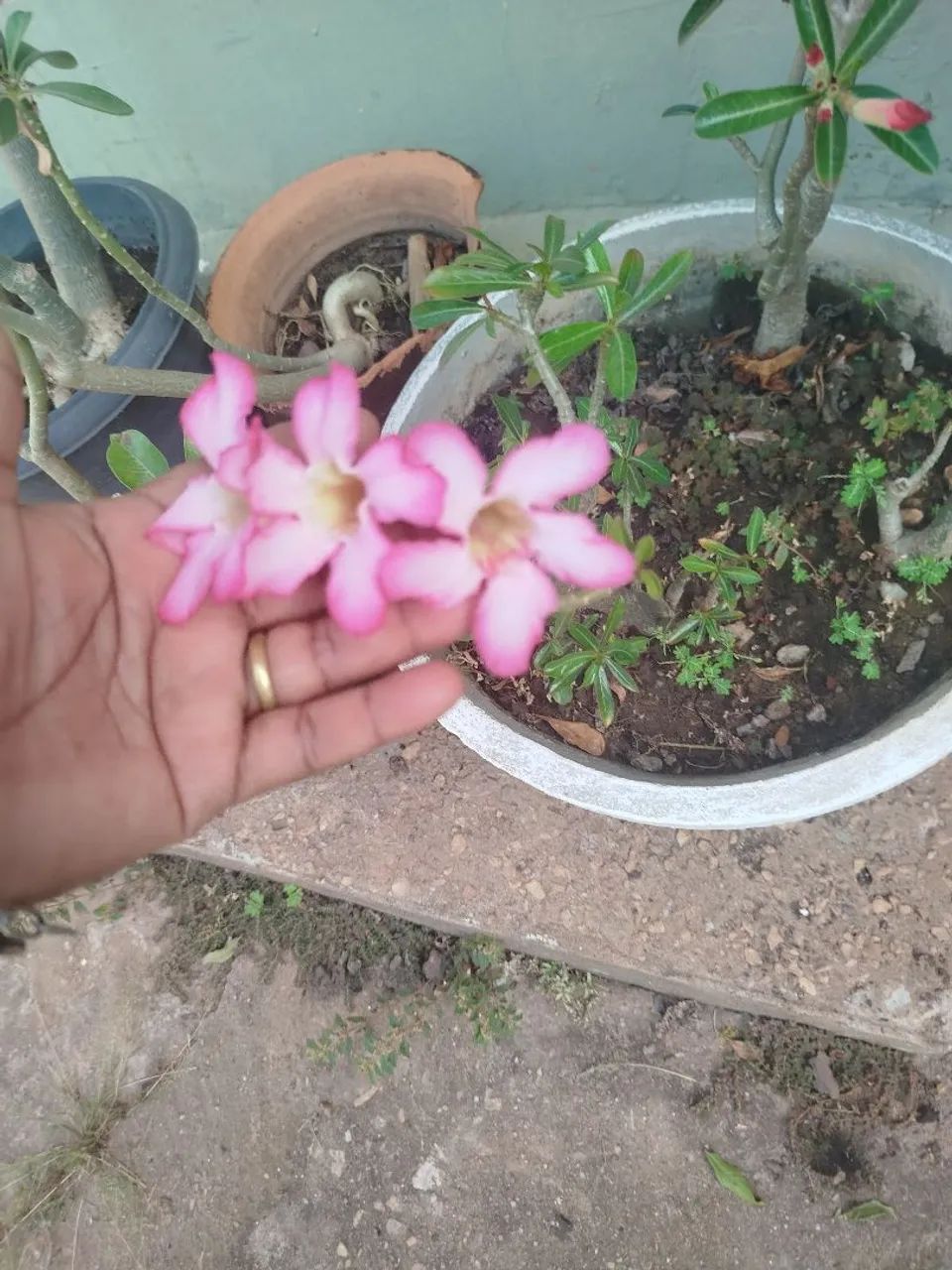 Rosa do deserto  - Foto 3