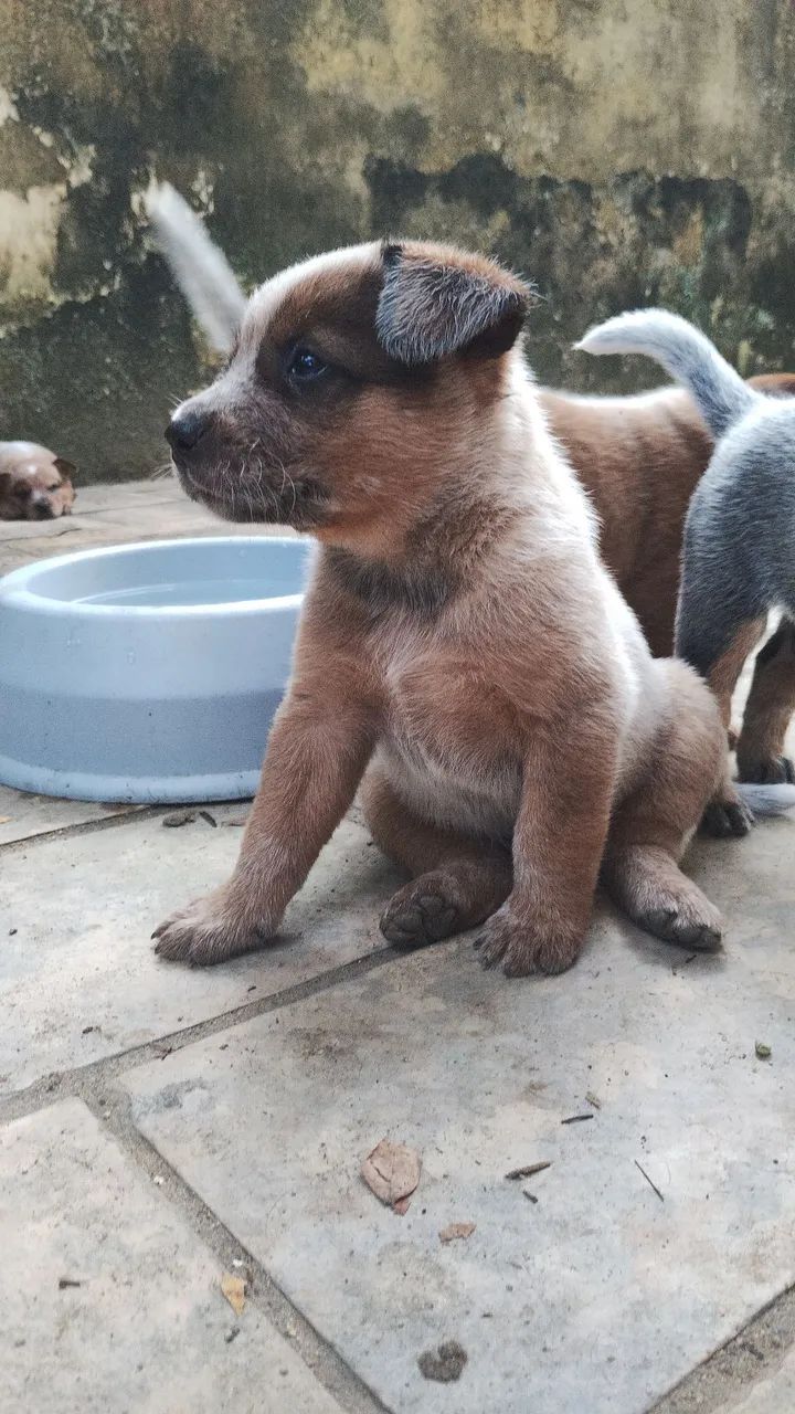 Boiadeiro Australiano  - Foto 4