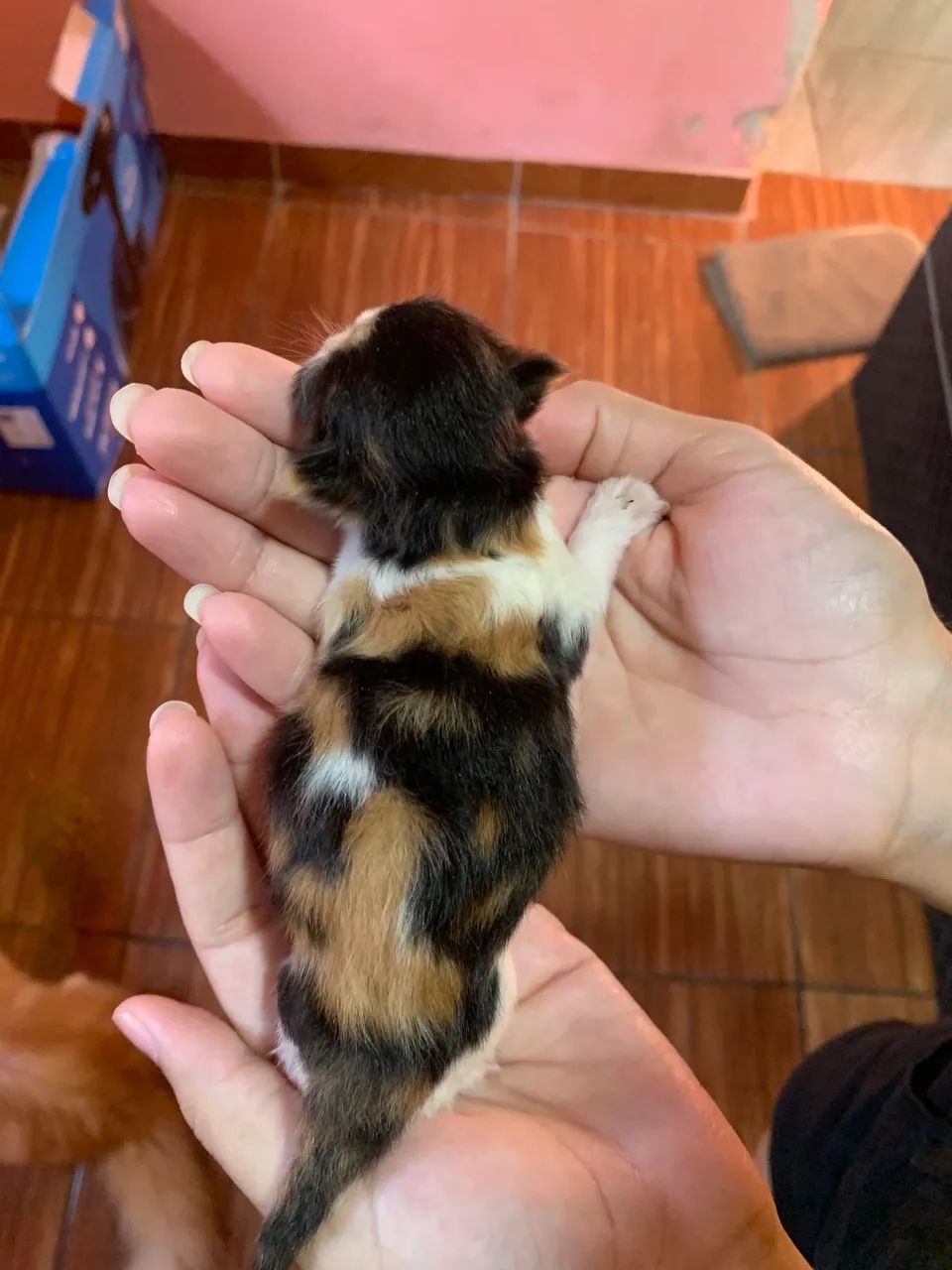 Gato Persa