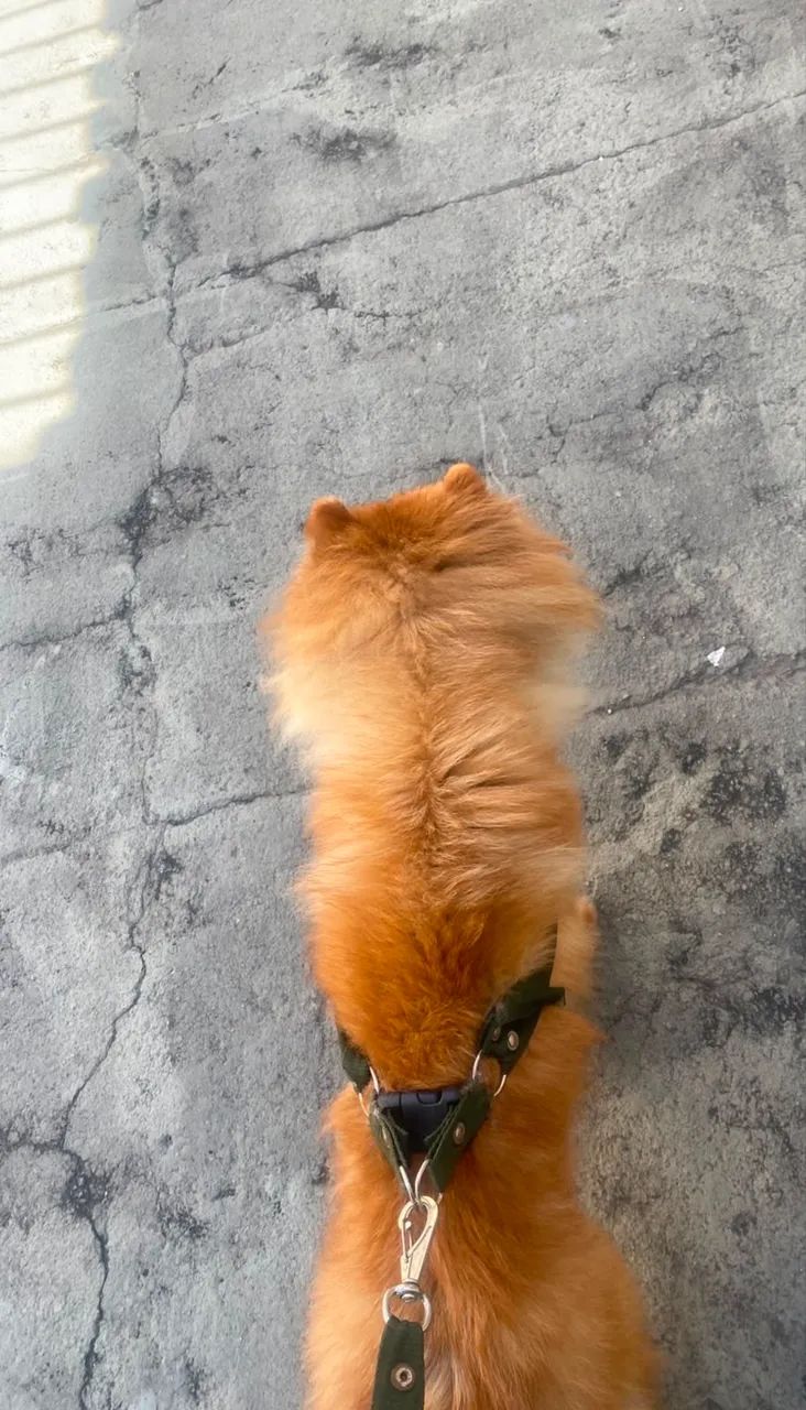 Doação Chow chow.  - Foto 2