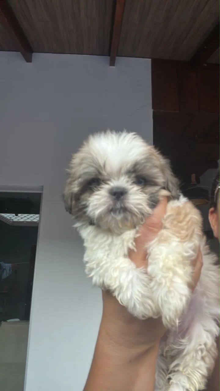 Cachorro  - Foto 4