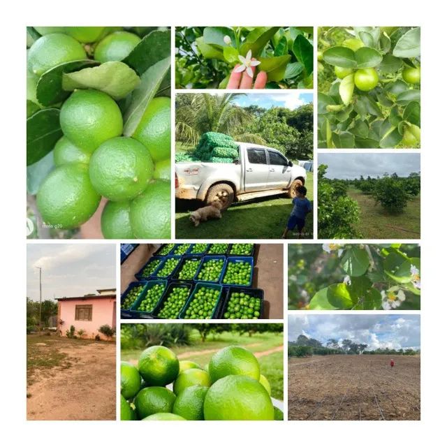 OPORTUNIDADE: Sítio Nova Vida (3 Hectares) - R$ 300 Mil - Foto 2