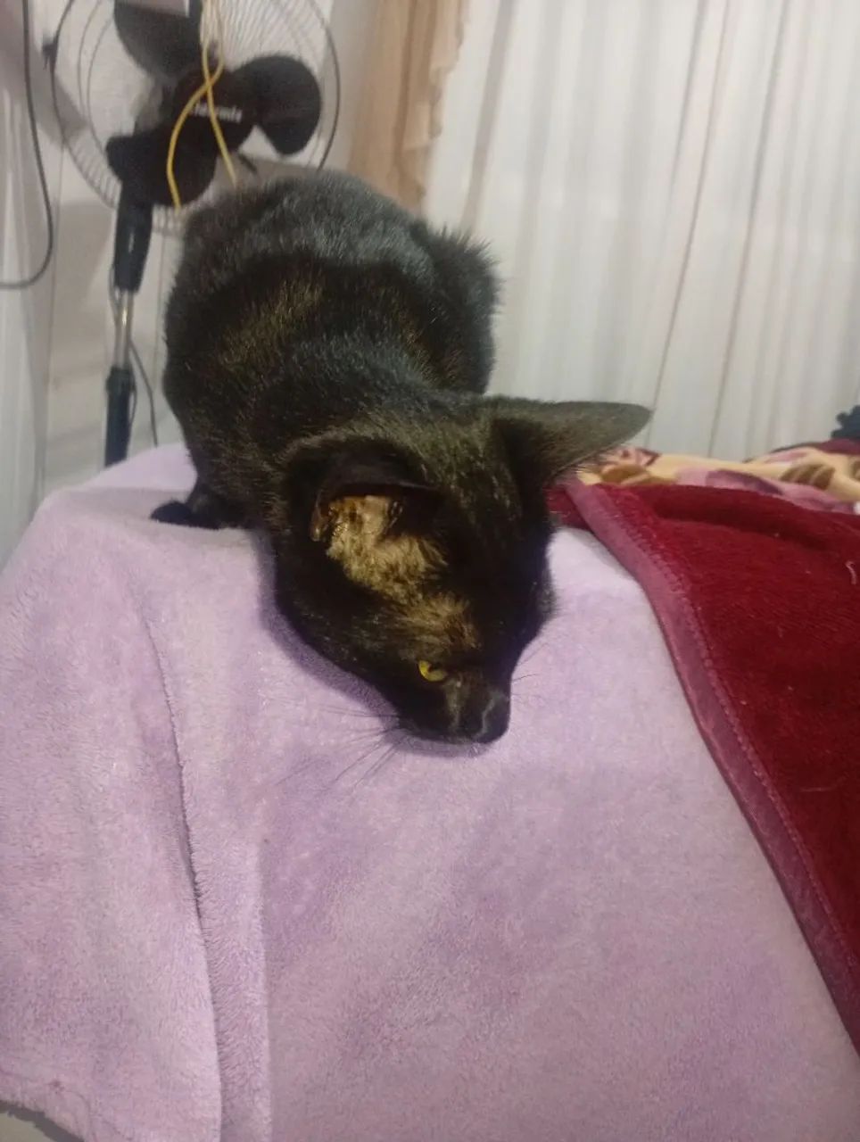 aurora,uma gata doce e meiga - Foto 2