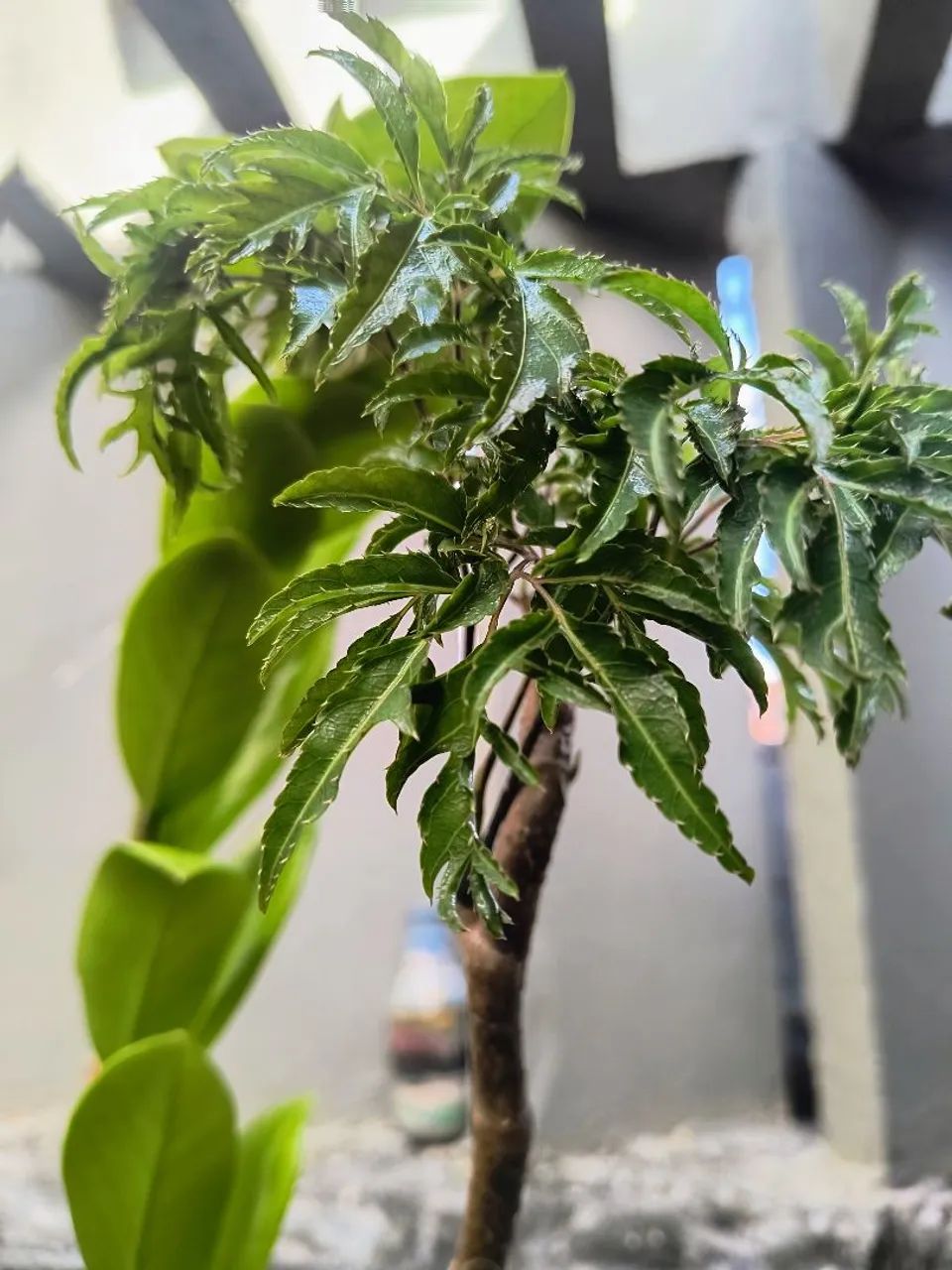 Jarra leiteira com plantas belíssima zamioculca árvore da felicidade singônio aglaonema - Foto 5