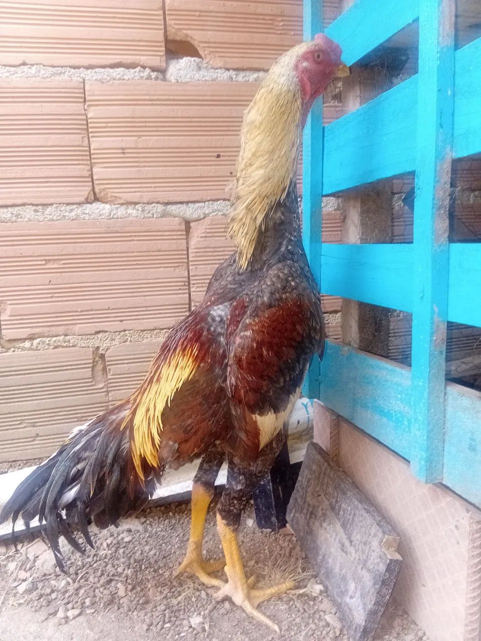 Frango indio 