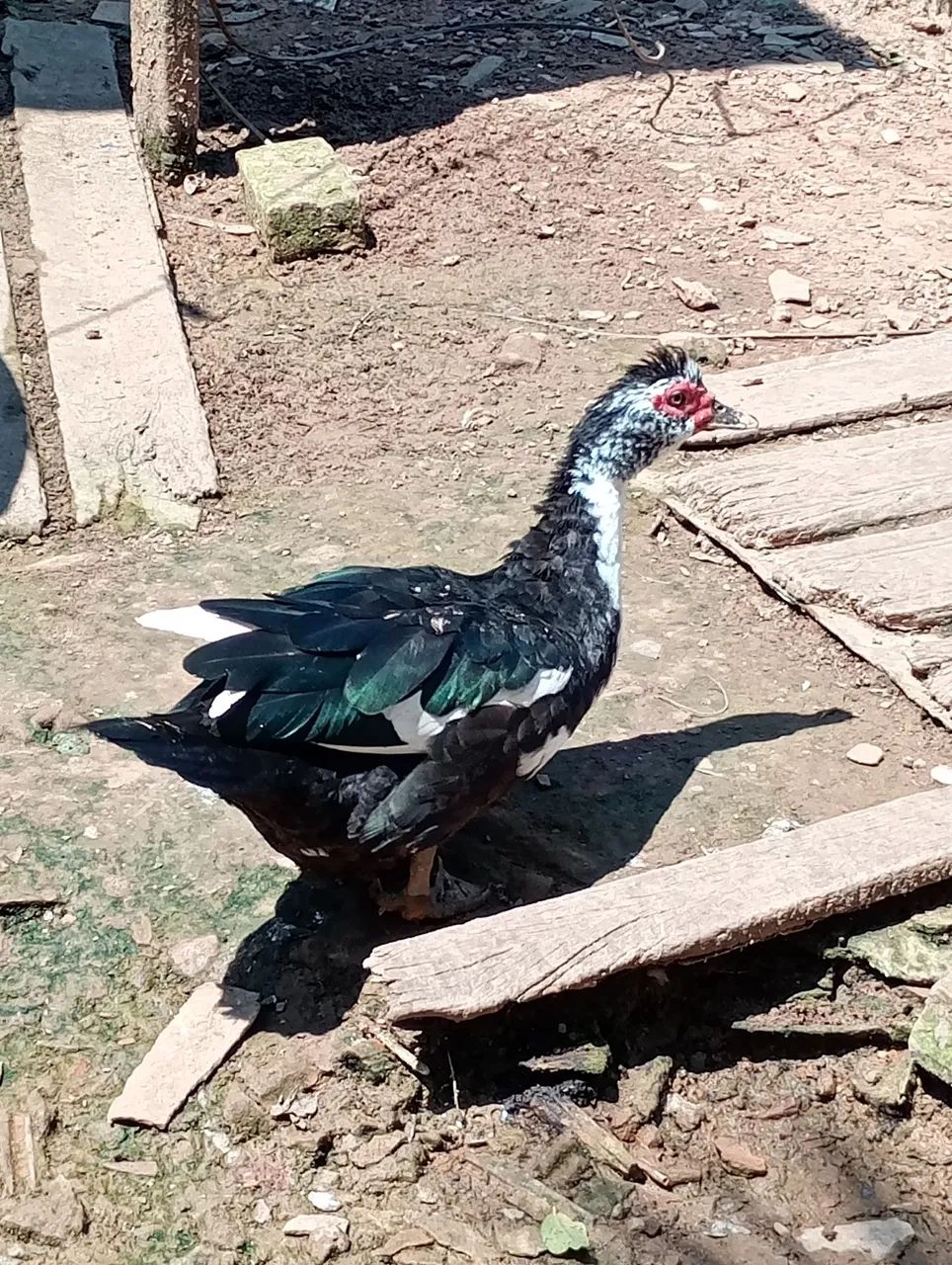 Patas 