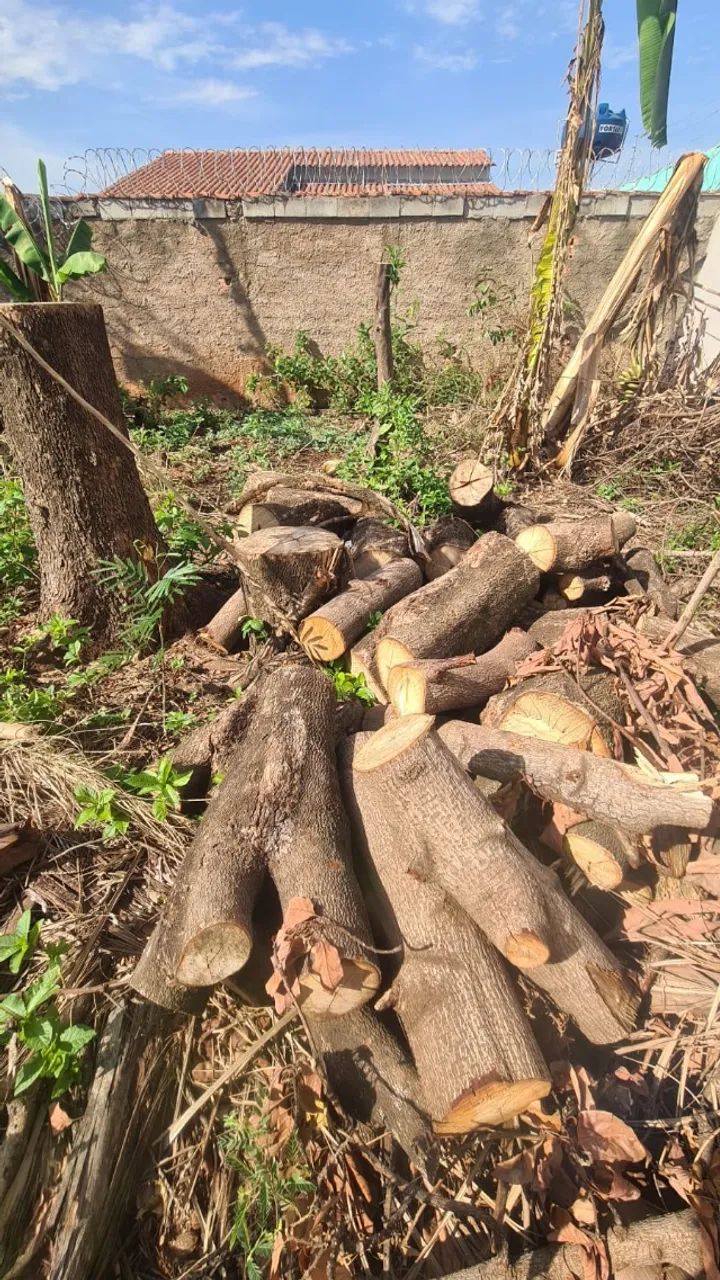 Doação de poda de árvore - Foto 2