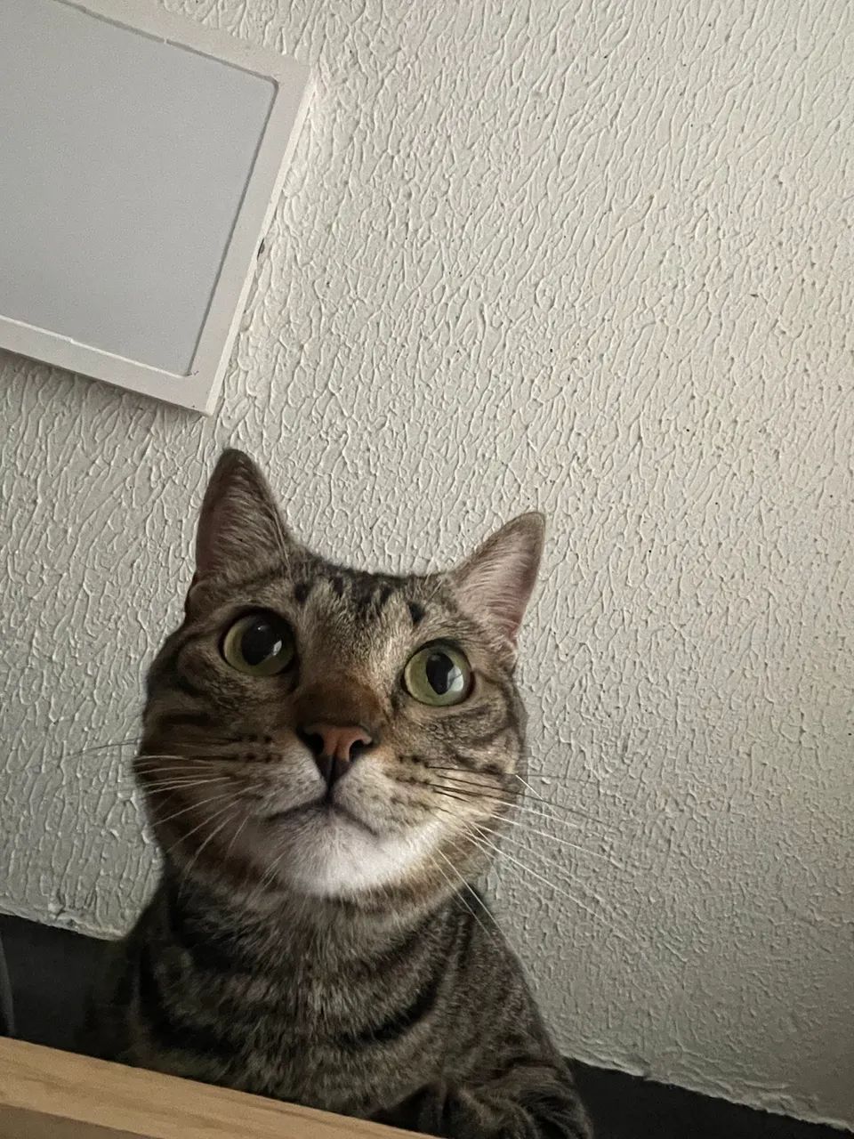 Adoção responsável - Foto 3