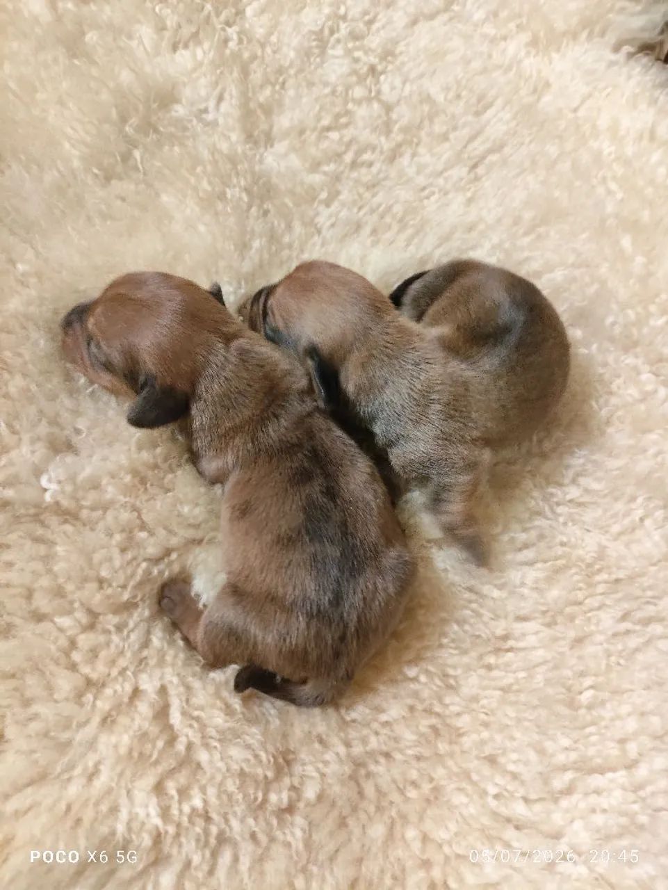 Basset dachshund  - Foto 3