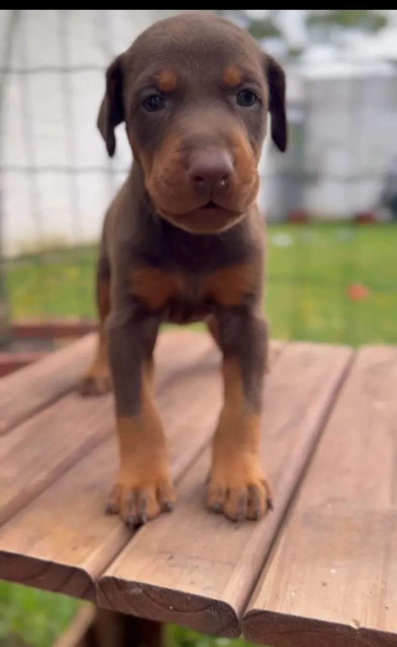 Doberman - PEDIGREE CBKC - Foto 4